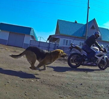 Perros vs motos